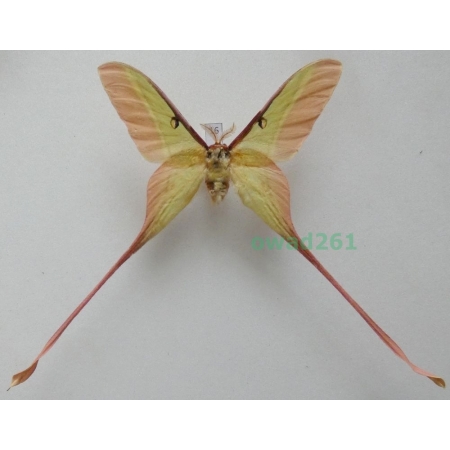 Actias dubernardi (Oberthür, 1897) male ex. ovo China 89mm16